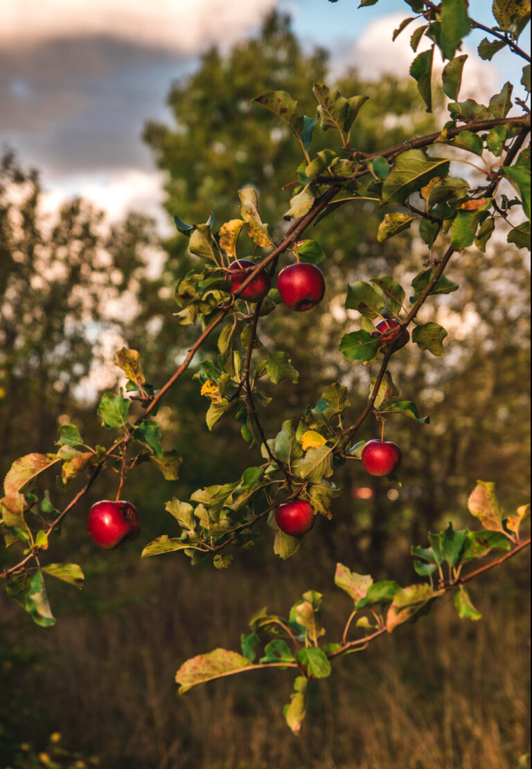 apple tree
